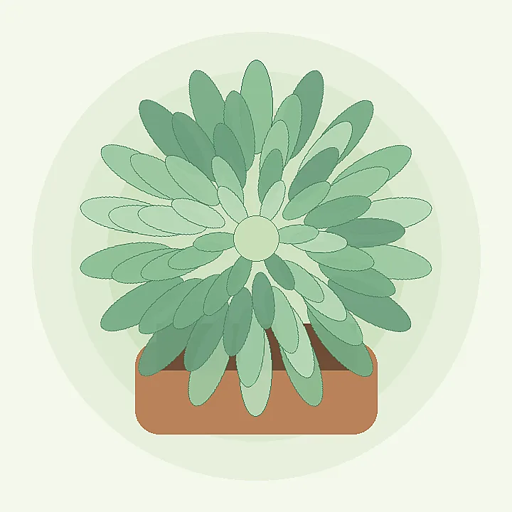 Esempio di succulenta a rosetta tipo echeveria per l identificatore